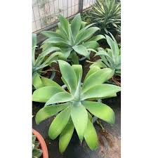 Agave