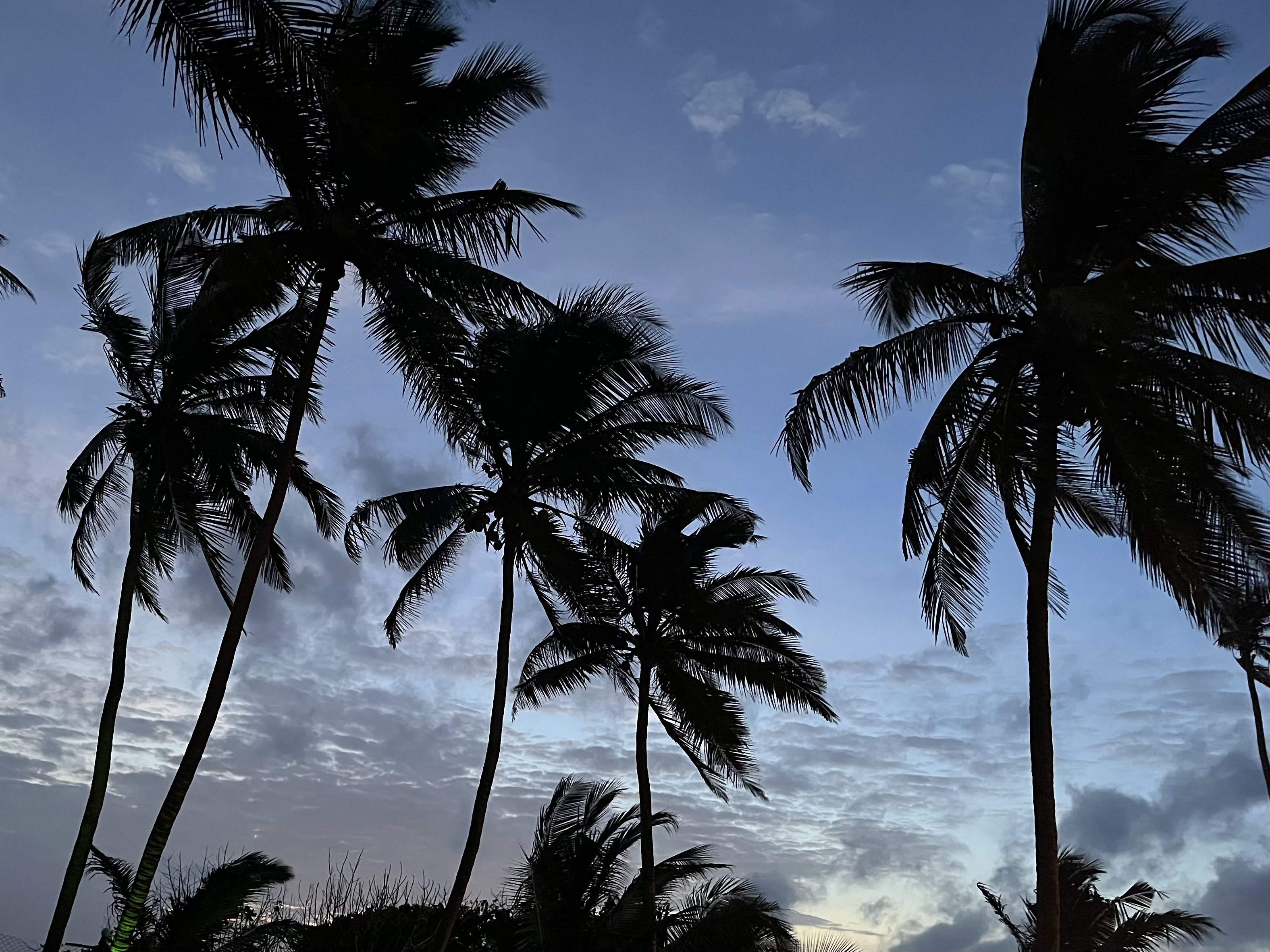 Palm Trees Palm Trees