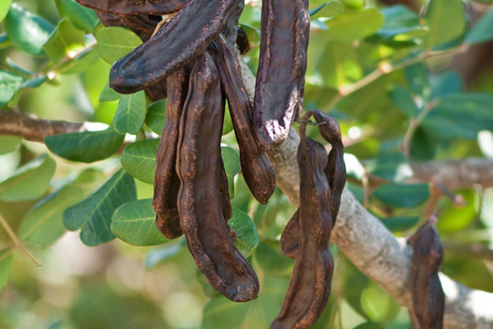 Carob pods